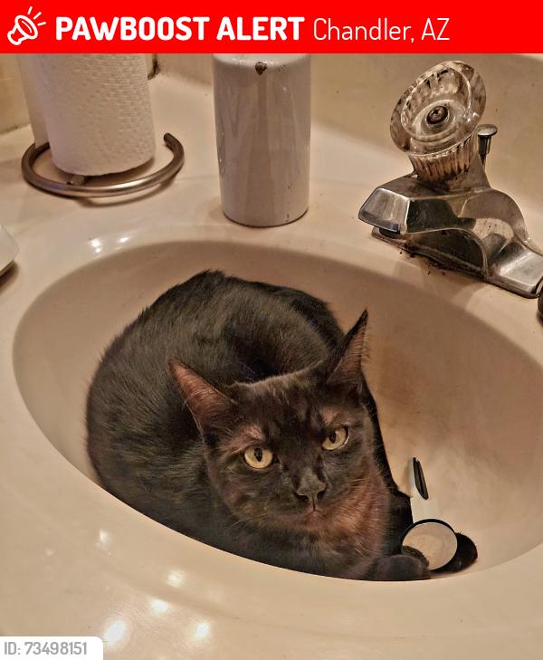 Lost Female Cat last seen Hamilton & Galveston, Chandler, AZ 85225