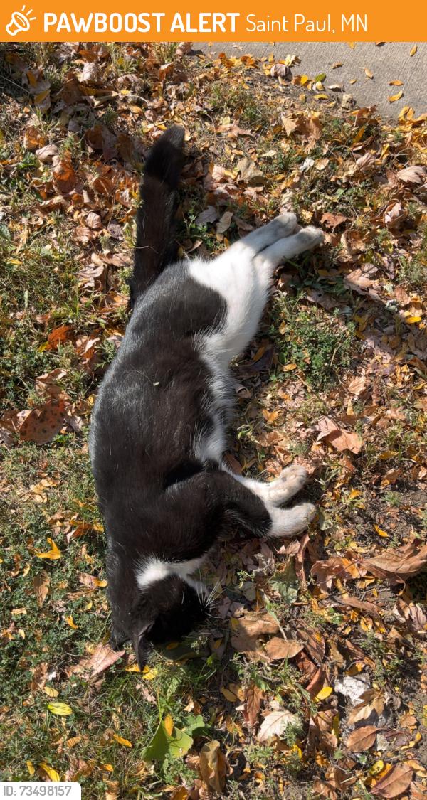 Found/Stray Male Cat last seen Forest street and Jenks Ave east, Saint Paul, MN 55106