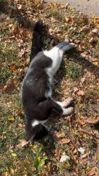 Found/Stray Male Cat last seen Forest street and Jenks Ave east, Saint Paul, MN 55106