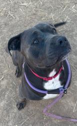 Shelter Stray Male Dog last seen Near BLOCK LOMOND DR, 3528 Newburg Rd, Louisville, KY 40218, USA