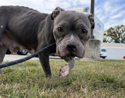 Shelter Stray Female Dog last seen Near BLK W GAULBERT AVE, 3528 Newburg Rd, Louisville, KY 40218, USA