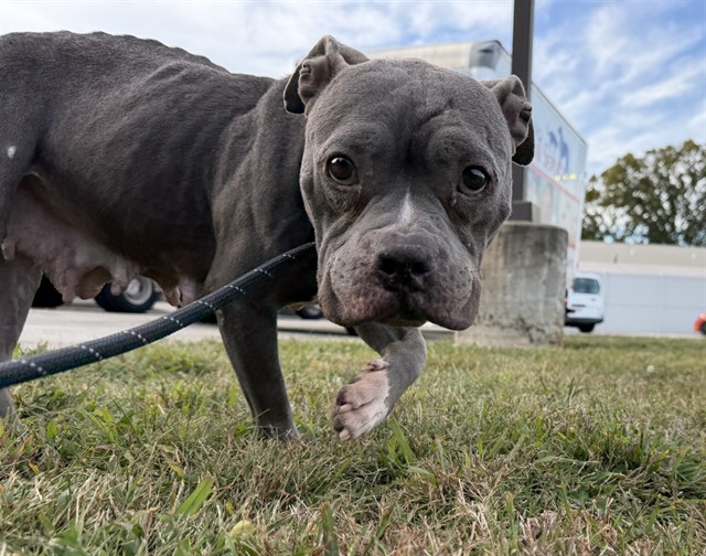Shelter Stray Female Dog last seen Near BLK W GAULBERT AVE, 3528 Newburg Rd, Louisville, KY 40218, USA