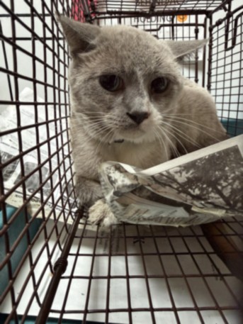 Shelter Stray Male Cat last seen , 3201 Lacy St, Los Angeles, CA 90031, USA