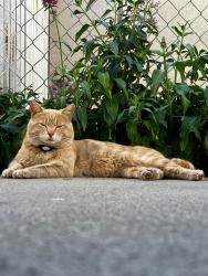 Lost Male Cat last seen Academy Ave and Ridgeway St Pomona Ca, Pomona, CA 91768