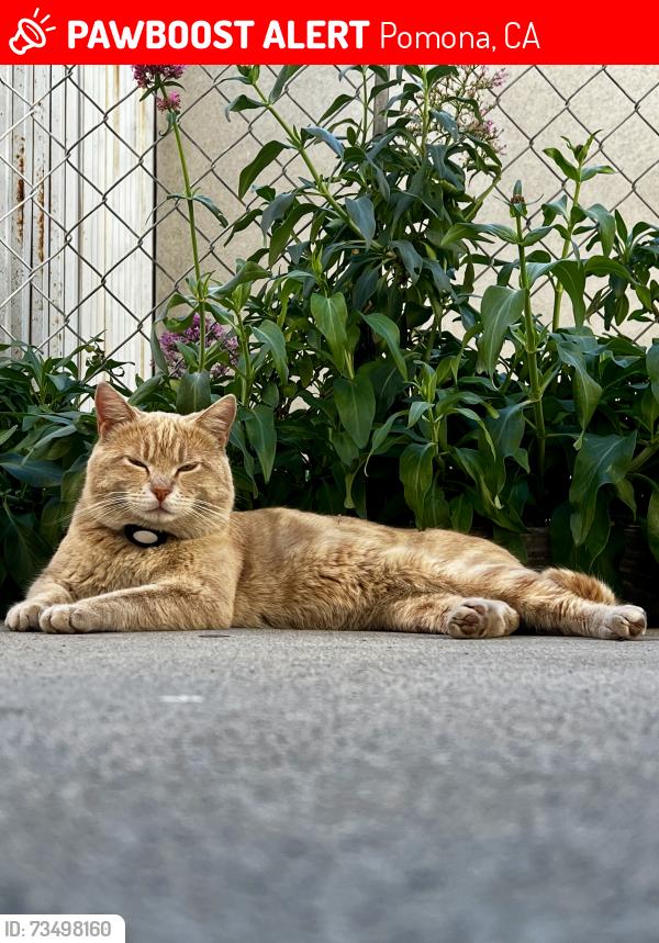 Lost Male Cat last seen Academy Ave and Ridgeway St Pomona Ca, Pomona, CA 91768
