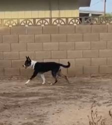 Lost Female Dog last seen McDowell, Phoenix, AZ 85035