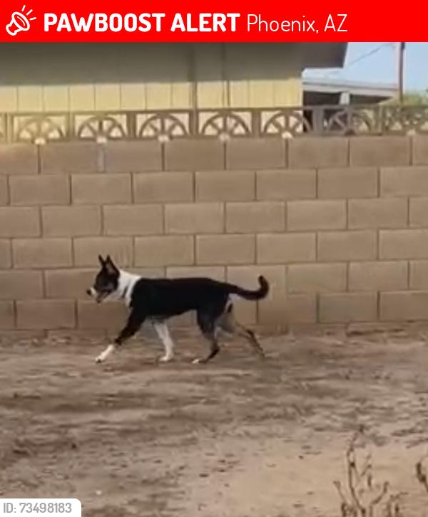 Lost Female Dog last seen McDowell, Phoenix, AZ 85035