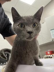 Shelter Stray Male Cat last seen Near, 5001 E Raymond St, Indianapolis, IN 46203, USA