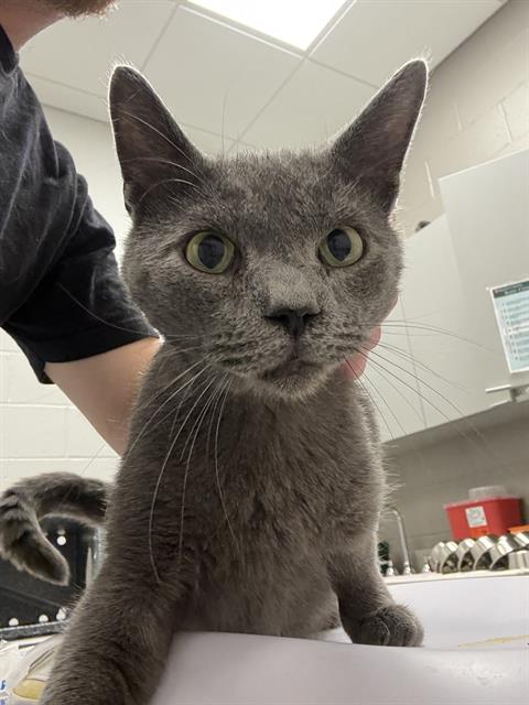 Shelter Stray Male Cat last seen Near, 5001 E Raymond St, Indianapolis, IN 46203, USA