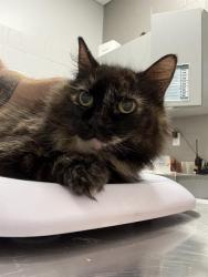 Shelter Stray Female Cat last seen Near, 5001 E Raymond St, Indianapolis, IN 46203, USA