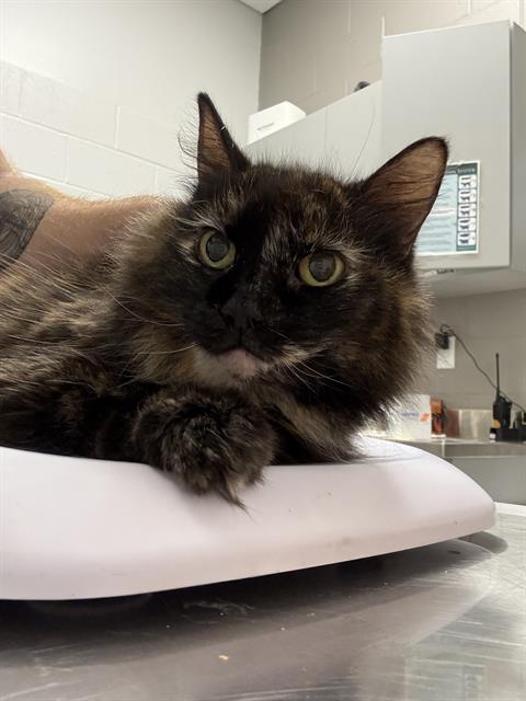 Shelter Stray Female Cat last seen Near, 5001 E Raymond St, Indianapolis, IN 46203, USA