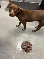 Shelter Stray Male Dog last seen Near, 5001 E Raymond St, Indianapolis, IN 46203, USA