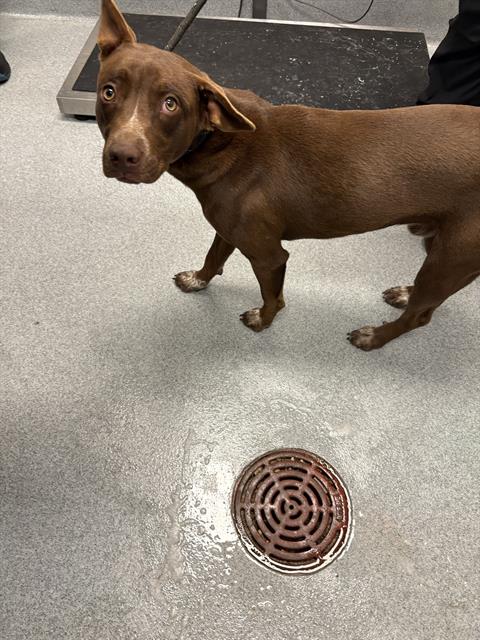 Shelter Stray Male Dog last seen Near, 5001 E Raymond St, Indianapolis, IN 46203, USA