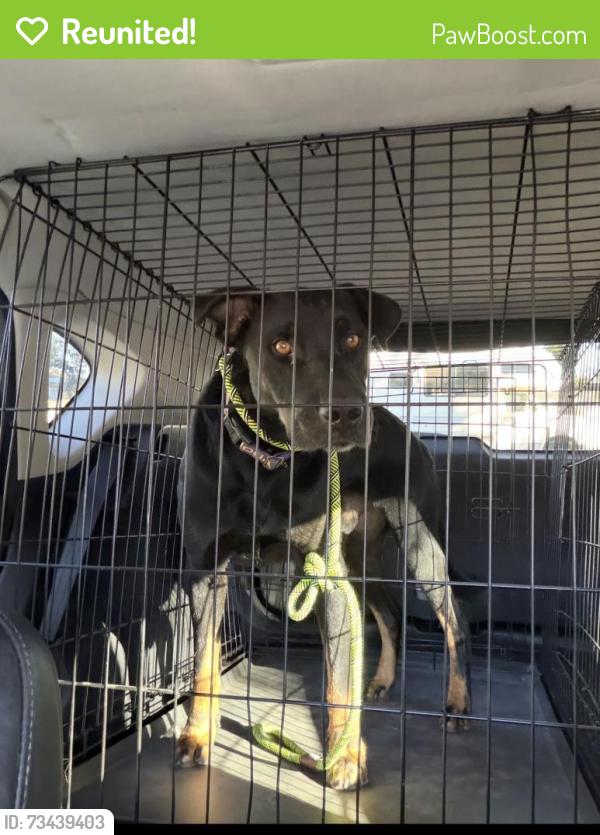 Reunited Male Dog last seen Dallas, Modesto, CA 95351