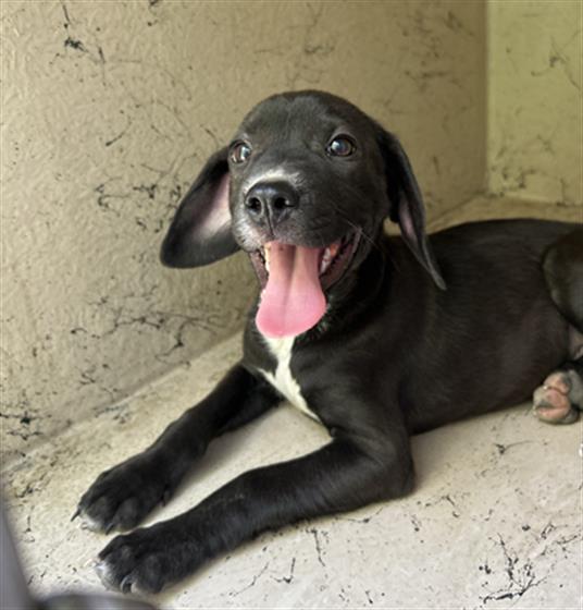 Shelter Stray Male Dog last seen Near, 5001 E Raymond St, Indianapolis, IN 46203, USA