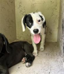 Shelter Stray Female Dog last seen Near, 5001 E Raymond St, Indianapolis, IN 46203, USA