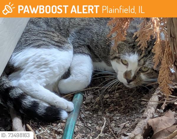 Found/Stray Unknown Cat last seen Rt30 and LilyCache, Plainfield, IL 60586