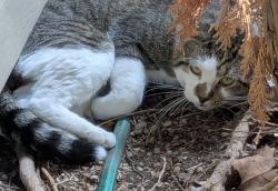 Found/Stray Unknown Cat last seen Rt30 and LilyCache, Plainfield, IL 60586
