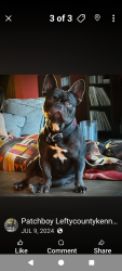 Lost Male Dog last seen Towne ave, Los Angeles, CA 90014