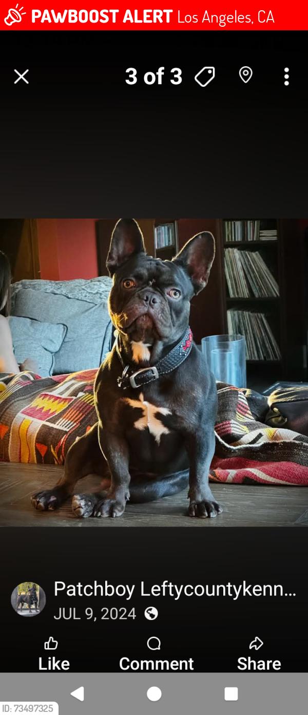 Lost Male Dog last seen Towne ave, Los Angeles, CA 90014