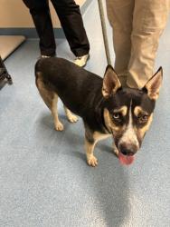 Shelter Stray Female Dog last seen DIXIE FARM RD, 8311 Freedom Dr, Pearland, TX 77581, USA