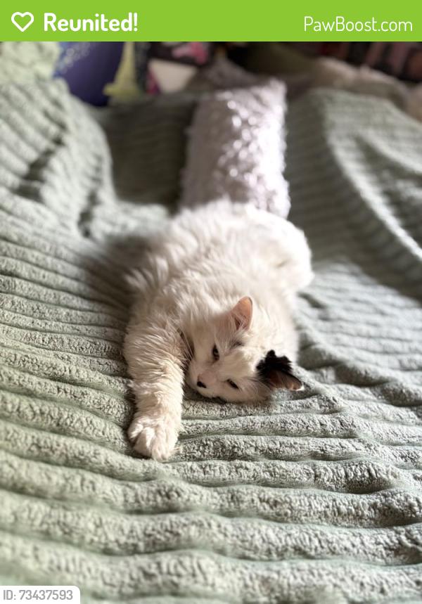 Reunited Male Cat last seen Beddington Heights, Calgary, AB 