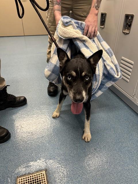 Shelter Stray Male Dog last seen DIXIE FARM RD, 8311 Freedom Dr, Pearland, TX 77581, USA