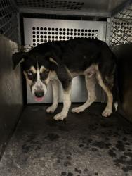 Shelter Stray Male Dog last seen DIXIE FARM RD, 8311 Freedom Dr, Pearland, TX 77581, USA