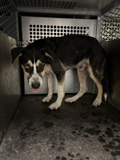 Shelter Stray Male Dog last seen DIXIE FARM RD, 8311 Freedom Dr, Pearland, TX 77581, USA