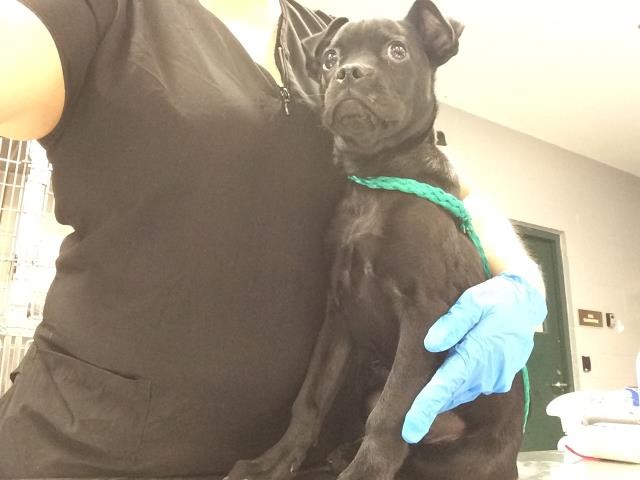 Shelter Stray Male Dog last seen Near BLOCK RUBIDOUX ST, INDIO CA 92201, 72050 Pet Land Pl, Thousand Palms, CA 92276, USA