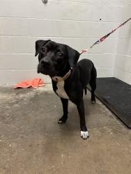 Shelter Stray Female Dog last seen Near BLOCK DUNN RD/JERRIES LN,63138, 10521 Baur Blvd, Olivette, MO 63132, USA