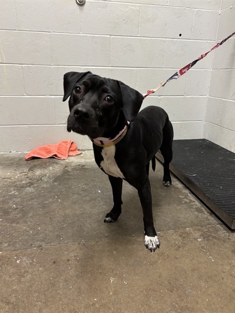 Shelter Stray Female Dog last seen Near BLOCK DUNN RD/JERRIES LN,63138, 10521 Baur Blvd, Olivette, MO 63132, USA