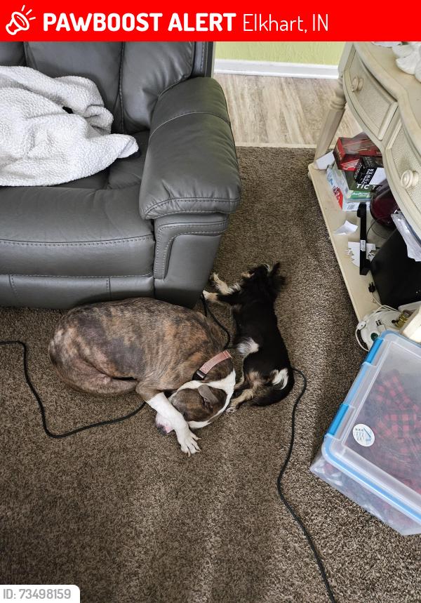 Lost Female Dog last seen Lehman & prairie, Elkhart, IN 46516