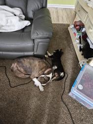 Lost Female Dog last seen Lehman & prairie, Elkhart, IN 46516