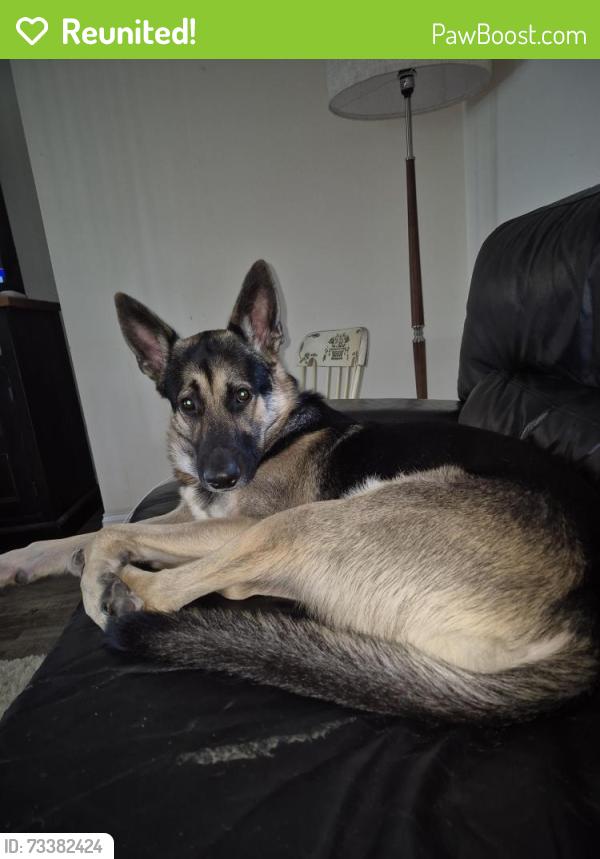 Reunited Male Dog last seen Golden gate ests, 2nd Ave N.E, Naples, FL 34120