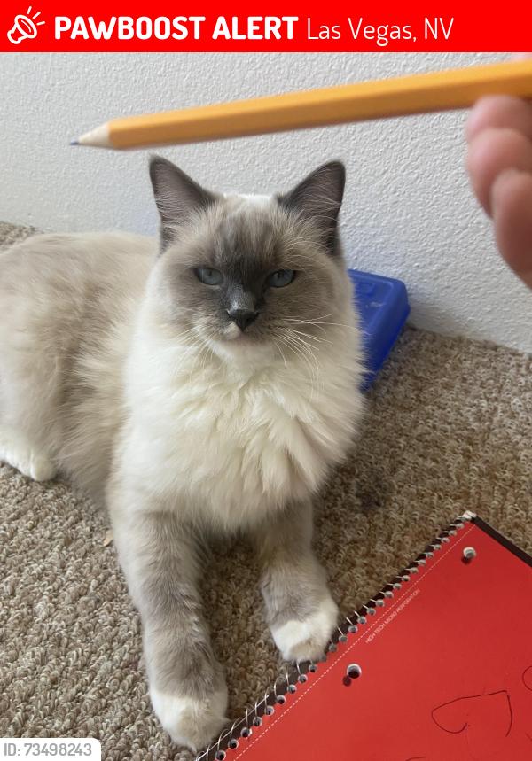 Lost Female Cat last seen Bromley Ave And north Michael Way, Las Vegas, NV 89107