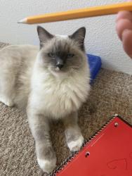Lost Female Cat last seen Bromley Ave And north Michael Way, Las Vegas, NV 89107