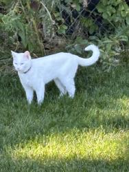 Reunited Female Cat last seen E Anderson Dr and N Winston Dr in Palatine, Palatine, IL 60074