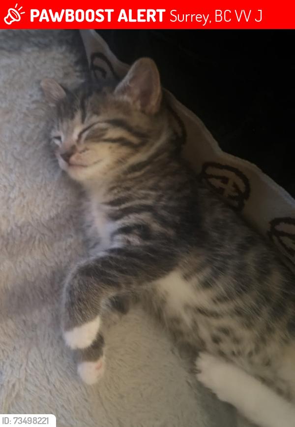 Lost Female Cat last seen 137a st, Surrey, BC V3V 1J1