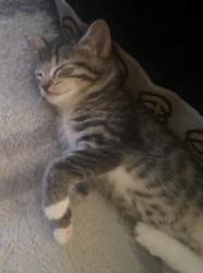 Lost Female Cat last seen 137a st, Surrey, BC V3V 1J1
