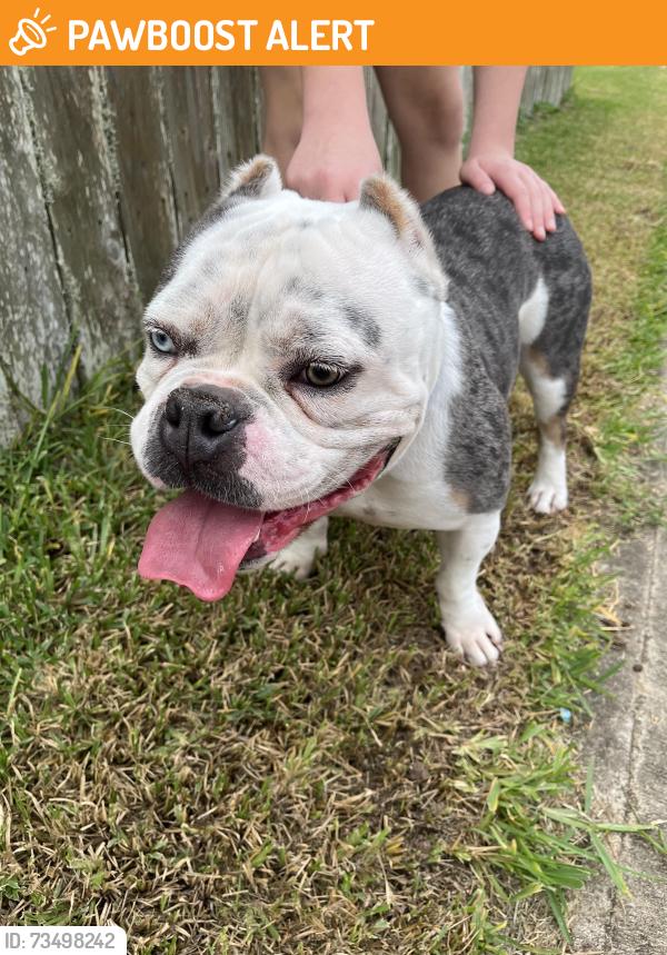 Found/Stray Male Dog last seen Wembley Way & Carnaby, Fort Bend County, TX 77406
