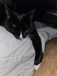 Lost Male Cat last seen Near Kaltasin rd, Sooke, BC V9Z 0C1
