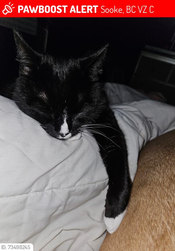 Lost Male Cat last seen Near Kaltasin rd, Sooke, BC V9Z 0C1