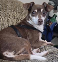 Found/Stray Male Dog last seen Sharpe road, Columbia, SC 29203