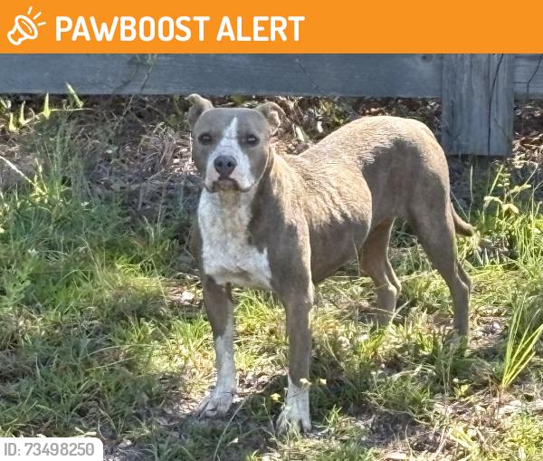 Found/Stray Female Dog last seen Otter creek rd, Lowndes County, GA 31606
