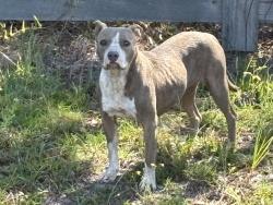 Found/Stray Female Dog last seen Otter creek rd, Lowndes County, GA 31606