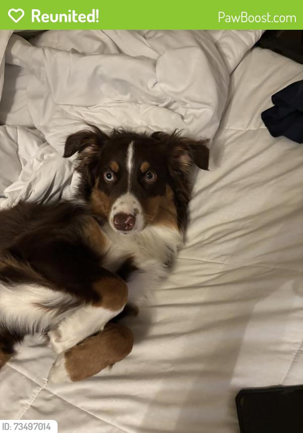Reunited Female Dog last seen Trojan Ave, San Diego, CA 92115