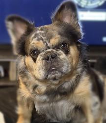 Reunited Male Dog last seen Carthage St and 62nd, Fort Smith, AR 72903