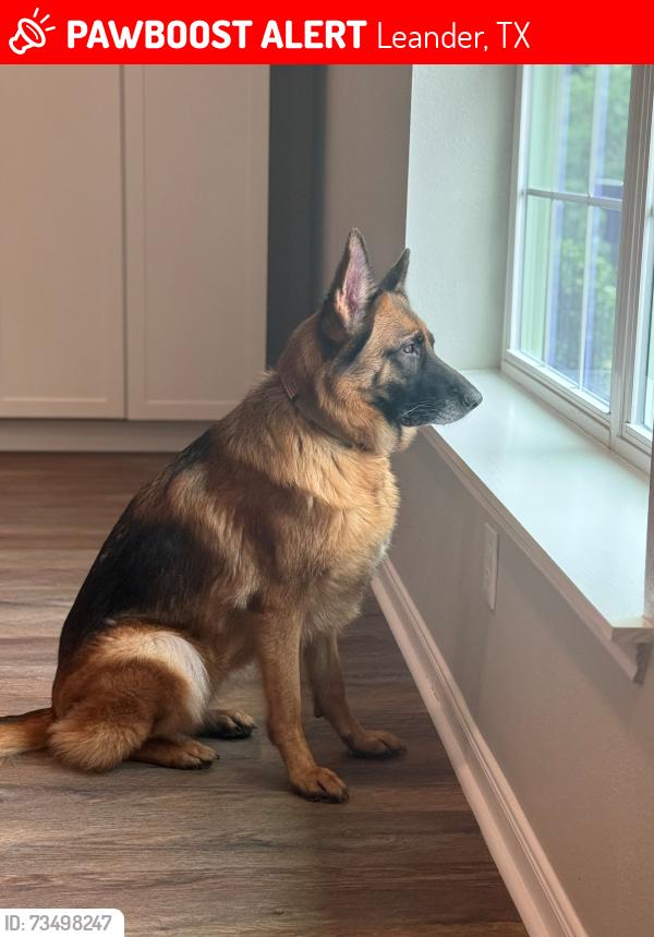Lost Female Dog last seen 183A and San Gabriel River, Leander, TX 78641