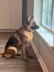 Lost Female Dog last seen 183A and San Gabriel River, Leander, TX 78641